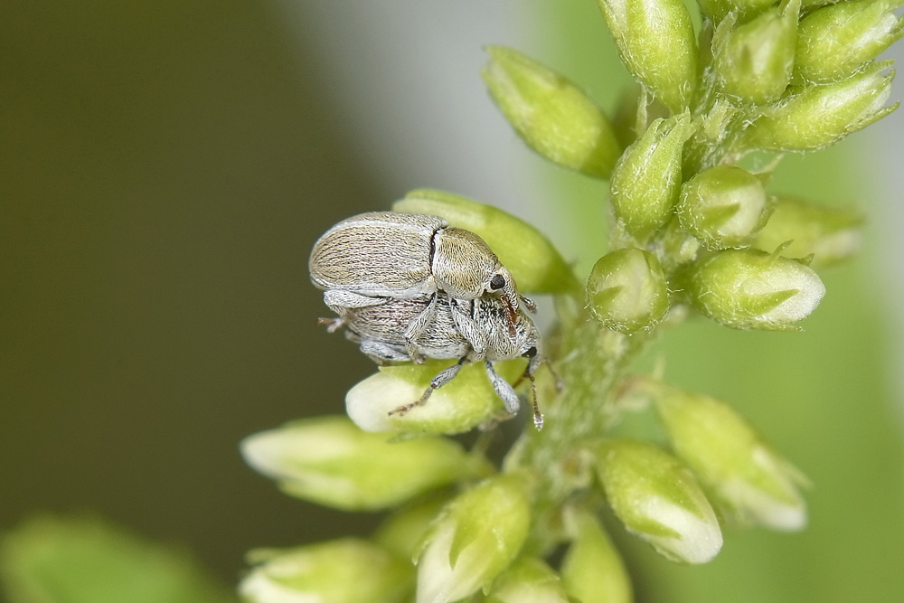 Tychius ma quale? - Tychius meliloti
